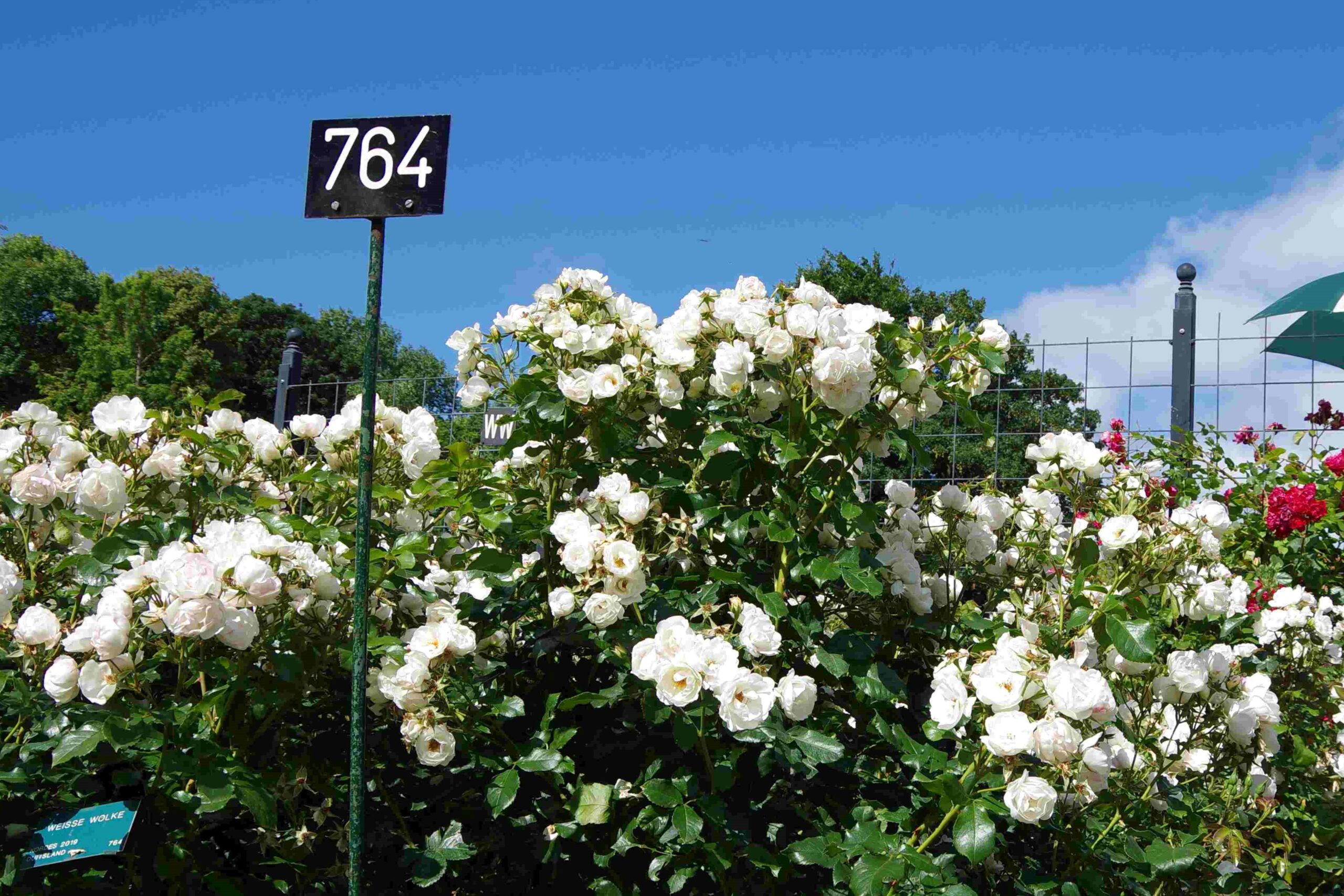 weisse wolke_20250703 lowres bewerkt