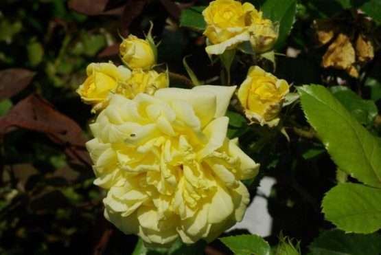 Yellow Meilove ® - Afbeelding 4