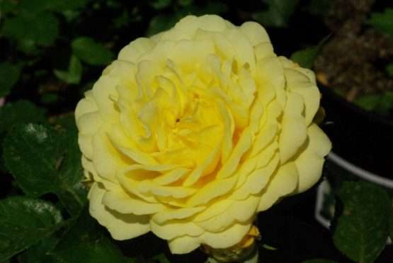 Yellow Meilove ®