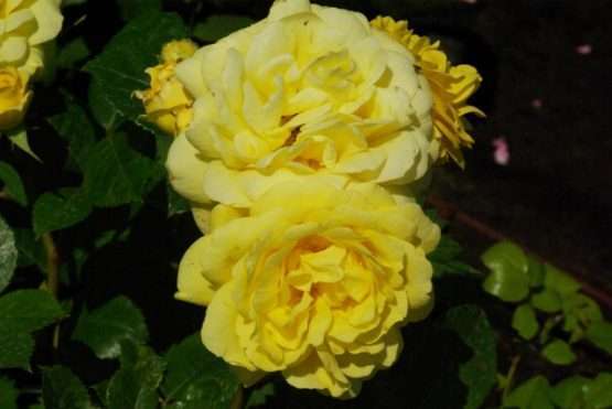 Yellow Meilove ® - Afbeelding 3