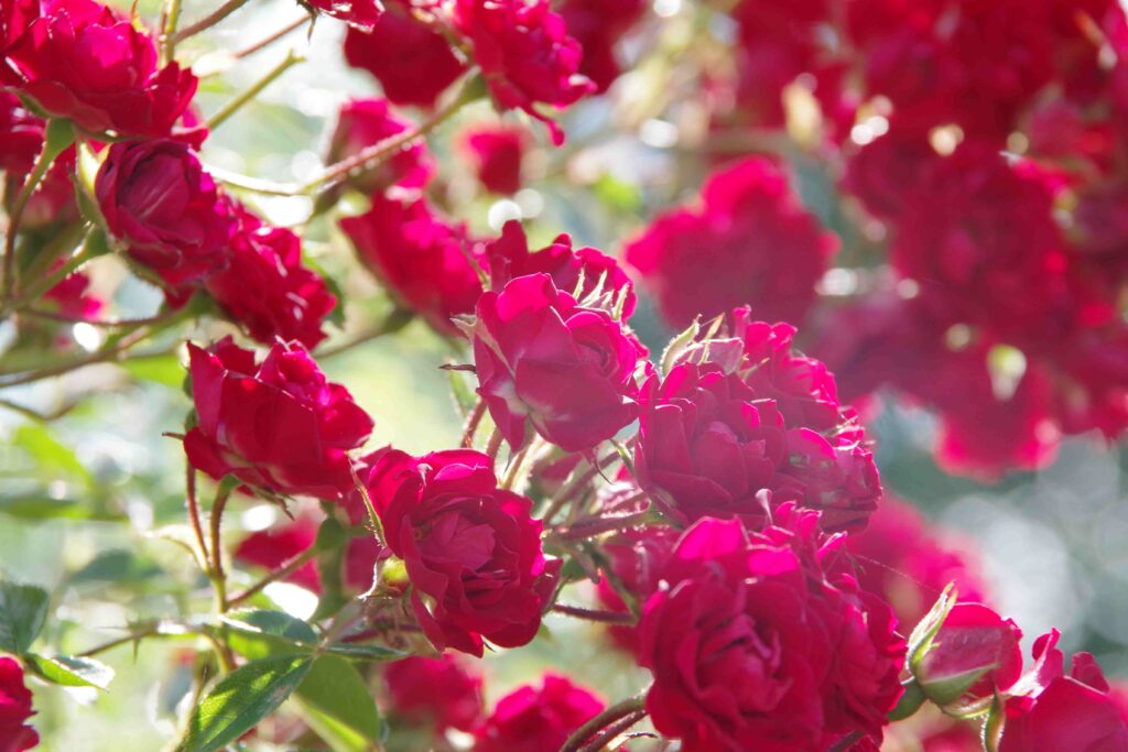 Klimrozen / Climbing Roses